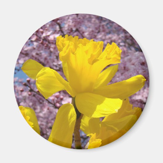 スイセンのマグネット 春 水仙の花 マグネット (正面)