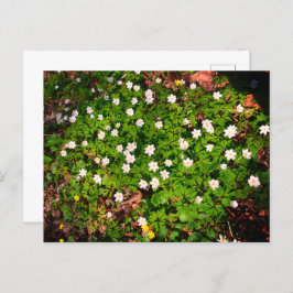 スイセンの仲間, かわいい白い春の花 ポストカード