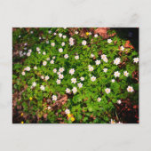 スイセンの仲間, かわいい白い春の花 ポストカード (正面)