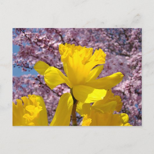スイセンの花の自然ポストカード ポストカード (正面)
