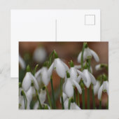 スイセンの花 ポストカード (正面/裏面)