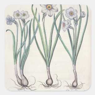 スイセン: 1.Narcissus maximusのmedioのpurpureus; 2.N スクエアシール