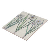 スイセン: 1.Narcissus maximusのmedioのpurpureus; 2.N タイル (側面)