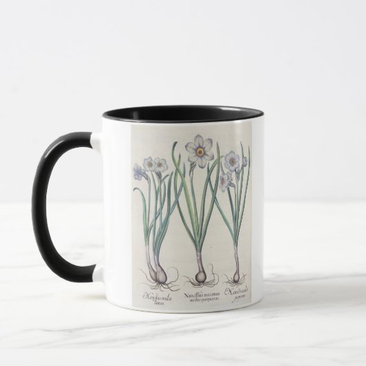 スイセン: 1.Narcissus maximusのmedioのpurpureus; 2.N マグカップ (左)