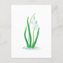スイセン（Galanthus nivalis）