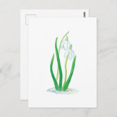 スイセン（Galanthus nivalis） ポストカード (正面/裏面)