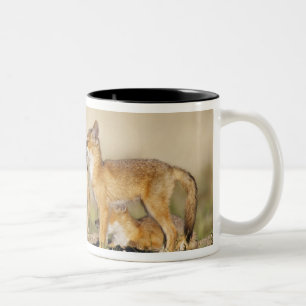 スイフトギツネ (Vulpes macrotis) 子狐、巣穴で ツートーンマグカップ
