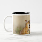 スイフトギツネ (Vulpes macrotis) 子狐、巣穴で ツートーンマグカップ (左)