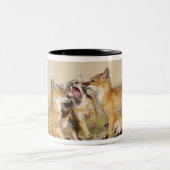 スイフトギツネ (Vulpes macrotis) 子狐、巣穴で ツートーンマグカップ (中央)