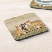 スイフトギツネ (Vulpes macrotis)巣穴で幼い個体 コースター (左側)