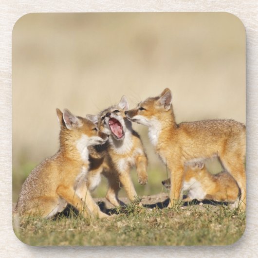 スイフトギツネ (Vulpes macrotis)巣穴で幼い個体 コースター (正面)