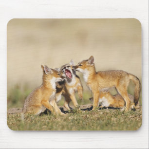 スイフトギツネ (Vulpes macrotis)巣穴で幼い個体 マウスパッド