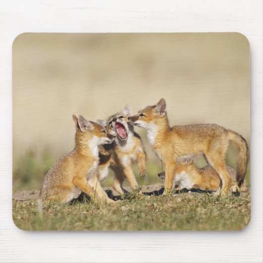 スイフトギツネ (Vulpes macrotis)巣穴で幼い個体 マウスパッド (正面)