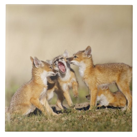 スイフトギツネ (Vulpes macrotis)巣穴で幼獣 タイル (正面)