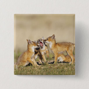スイフトギツネ (Vulpes macrotis)巣穴で幼獣 缶バッジ