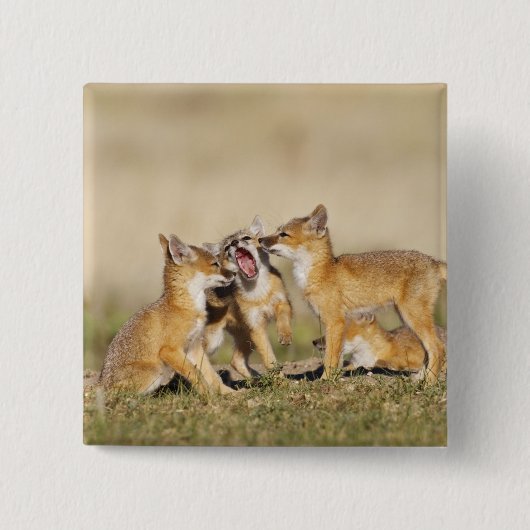 スイフトギツネ (Vulpes macrotis)巣穴で幼獣 缶バッジ (正面)