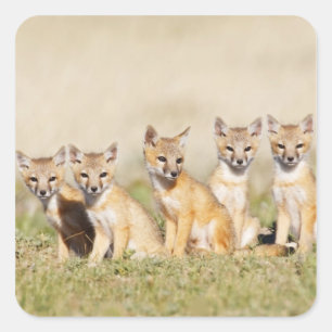 スイフトギツネ (Vulpes macrotis) 巣穴で幼獣, 2 スクエアシール