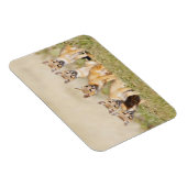 スイフトギツネ (Vulpes macrotis) 巣穴で幼獣, 2 マグネット (右側)