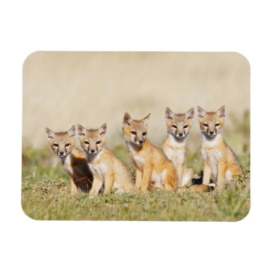 スイフトギツネ (Vulpes macrotis) 巣穴で幼獣, 2 マグネット (横)