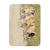 スイフトギツネ (Vulpes macrotis) 巣穴で幼獣, 2 マグネット (縦)