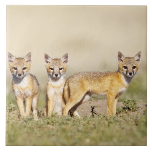 スイフトギツネ (Vulpes macrotis) 巣穴で幼獣, 3 タイル (正面)