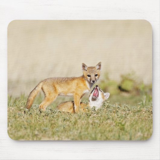 スイフトギツネ (Vulpes macrotis) 巣穴で幼獣, 4 マウスパッド (正面)