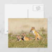 スイフトギツネ (Vulpes macrotis) 巣穴で幼獣, 5 ポストカード (正面/裏面)