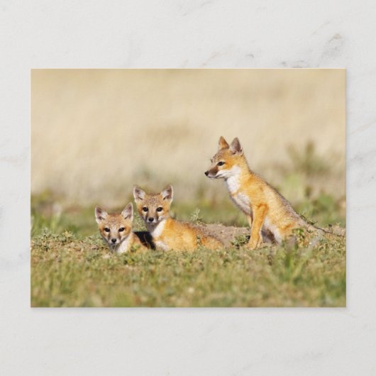 スイフトギツネ (Vulpes macrotis) 巣穴で幼獣, 5 ポストカード (正面)