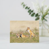 スイフトギツネ (Vulpes macrotis) 巣穴で幼獣, 5 ポストカード (スタンド正面)