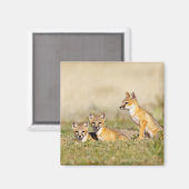 スイフトギツネ (Vulpes macrotis) 巣穴で幼獣, 5 マグネット (正面/裏面)