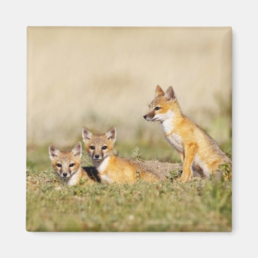 スイフトギツネ (Vulpes macrotis) 巣穴で幼獣, 5 マグネット (正面)
