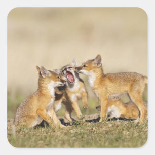 スイフトギツネ (Vulpes macrotis) 巣穴で遊ぶ幼獣、 スクエアシール