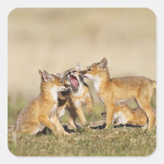 スイフトギツネ (Vulpes macrotis) 巣穴で遊ぶ幼獣、 スクエアシール (正面)