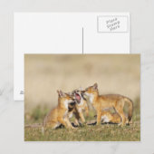 スイフトギツネ (Vulpes macrotis) 巣穴で遊ぶ幼獣、 ポストカード (正面/裏面)