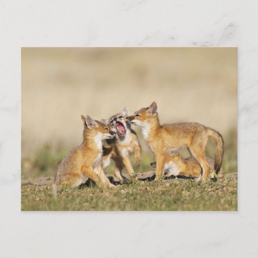 スイフトギツネ (Vulpes macrotis) 巣穴で遊ぶ幼獣、 ポストカード (正面)