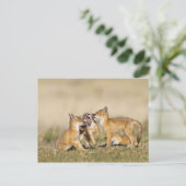 スイフトギツネ (Vulpes macrotis) 巣穴で遊ぶ幼獣、 ポストカード (スタンド正面)