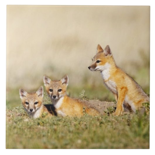 スイフトギツネ (Vulpes macrotis) 巣穴のそばの幼獣、5 タイル (正面)