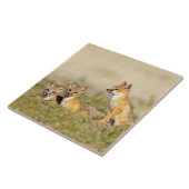 スイフトギツネ (Vulpes macrotis) 巣穴のそばの幼獣、5 タイル (側面)