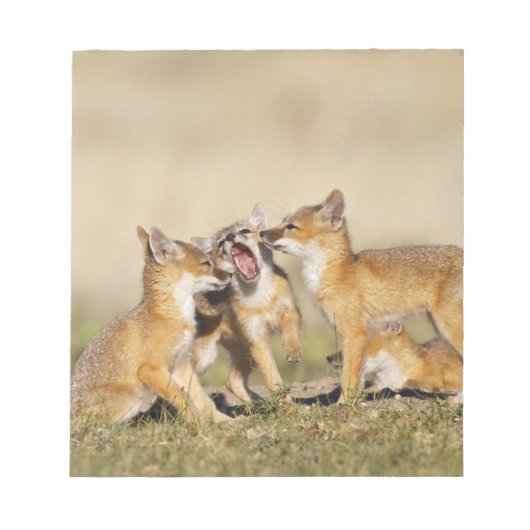 スイフトギツネ (Vulpes macrotis)巣穴の若い個体、 ノートパッド (正面)