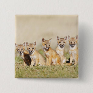 スイフトギツネ (Vulpes macrotis) 巣穴の若い個体 2 缶バッジ