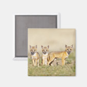 スイフトギツネ (Vulpes macrotis) 巣穴の若い個体、3 マグネット (正面/裏面)