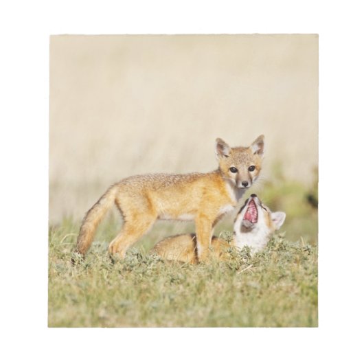 スイフトギツネ (Vulpes macrotis) 巣穴の若い個体 4 ノートパッド (正面)