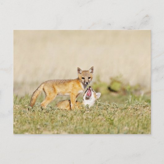 スイフトギツネ (Vulpes macrotis) 巣穴の若い個体、4 ポストカード (正面)