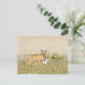スイフトギツネ (Vulpes macrotis) 巣穴の若い個体、4 ポストカード (スタンド正面)