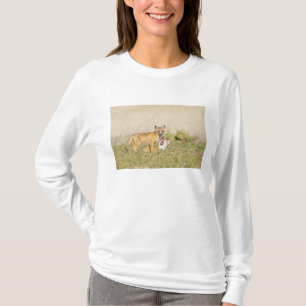 スイフトギツネ (Vulpes macrotis)巣穴の若い個体 4 Tシャツ