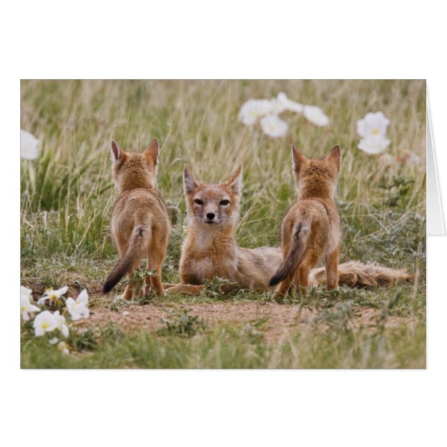 スイフトギツネ (Vulpes velox) 子育て中の雌 (正面横)