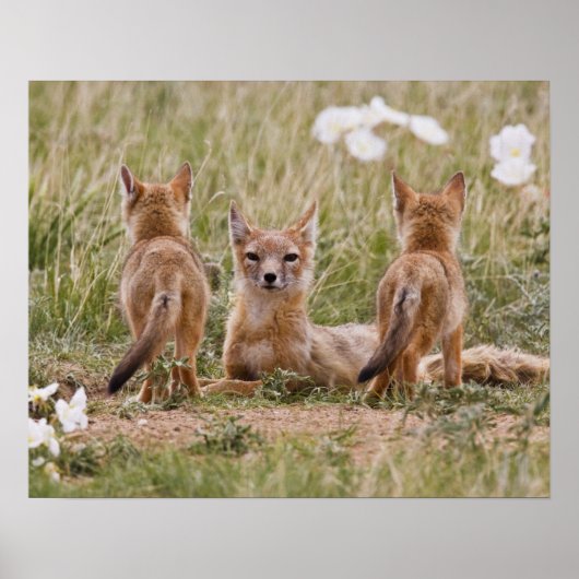 スイフトギツネ (Vulpes velox) 子育て中の雌 ポスター (正面)