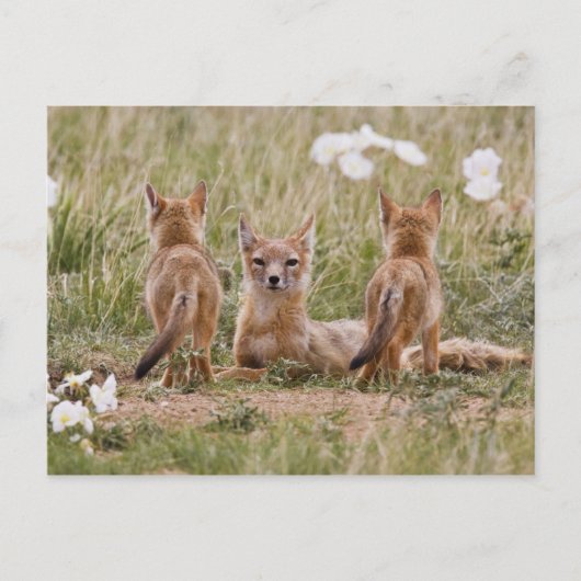スイフトギツネ (Vulpes velox) 子育て中の雌 ポストカード (正面)