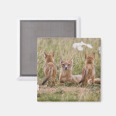 スイフトギツネ (Vulpes velox) 子育て中の雌 マグネット (正面/裏面)