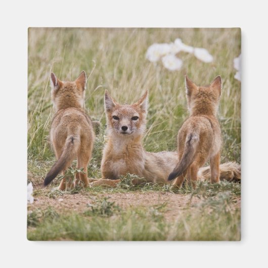 スイフトギツネ (Vulpes velox) 子育て中の雌 マグネット (正面)